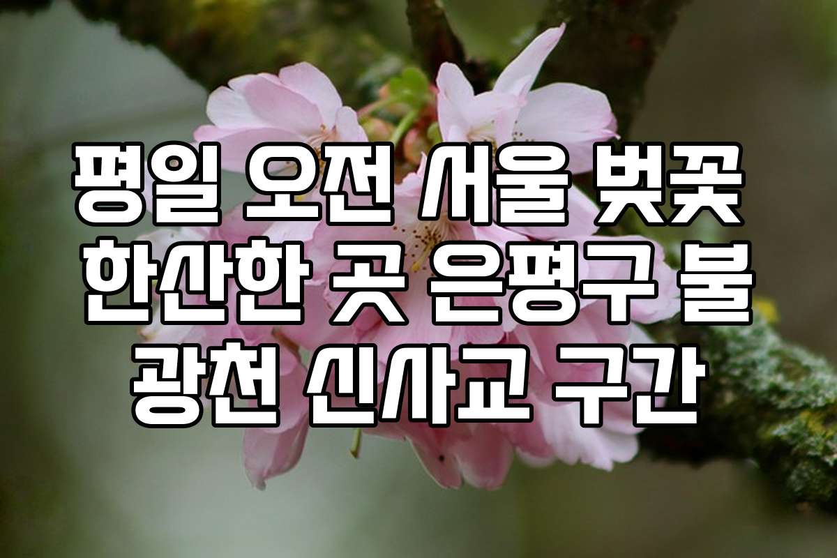 평일 오전 서울 벚꽃 한산한 곳 은평구 불광천 신사교 구간