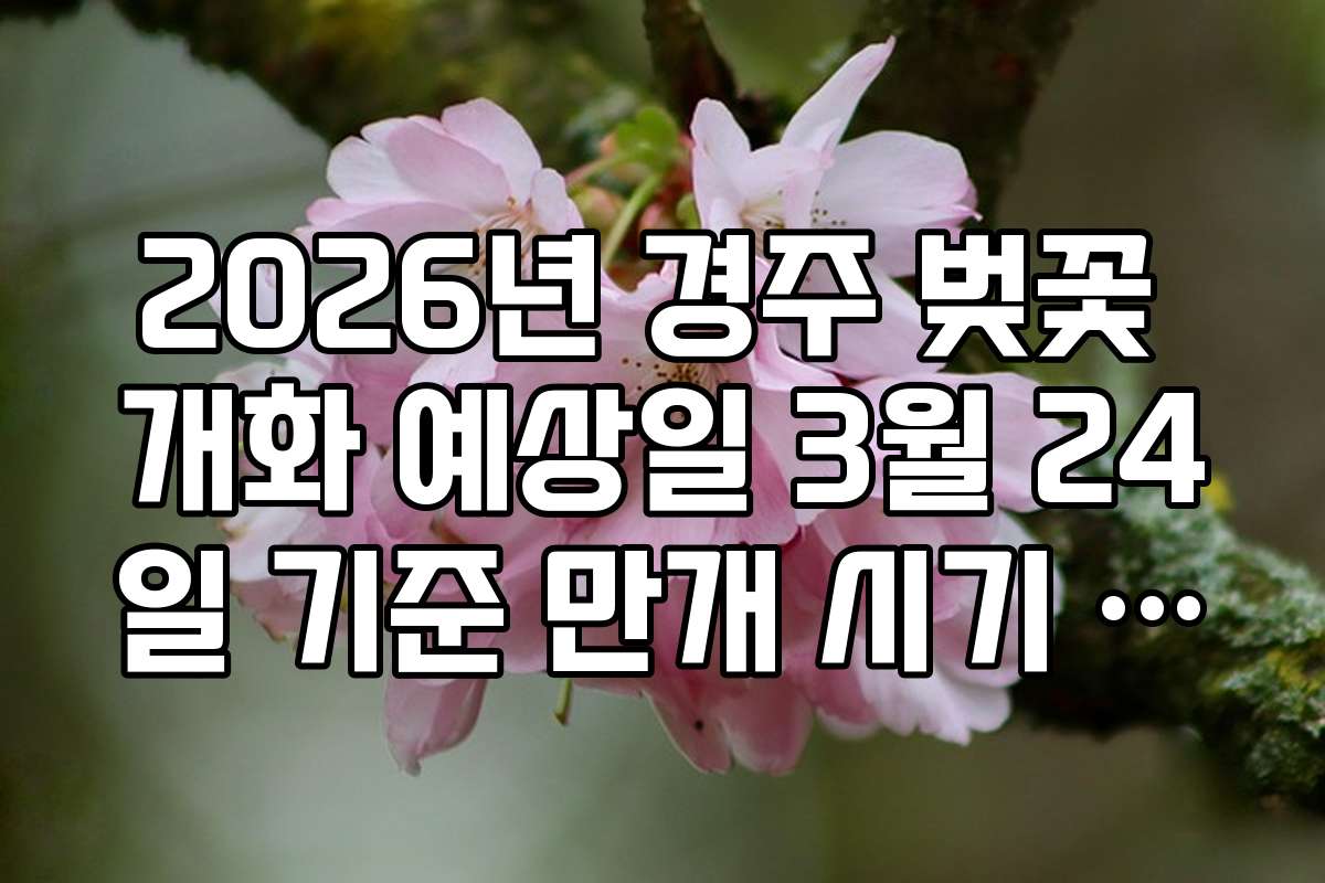 2026년 경주 벚꽃 개화 예상일 3월 24일 기준 만개 시기 분석