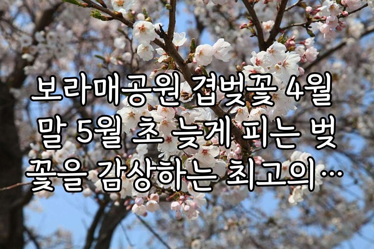 보라매공원 겹벚꽃 4월 말 5월 초 늦게 피는 벚꽃을 감상하는 최고의 포토존 추천과 사진 촬영 팁