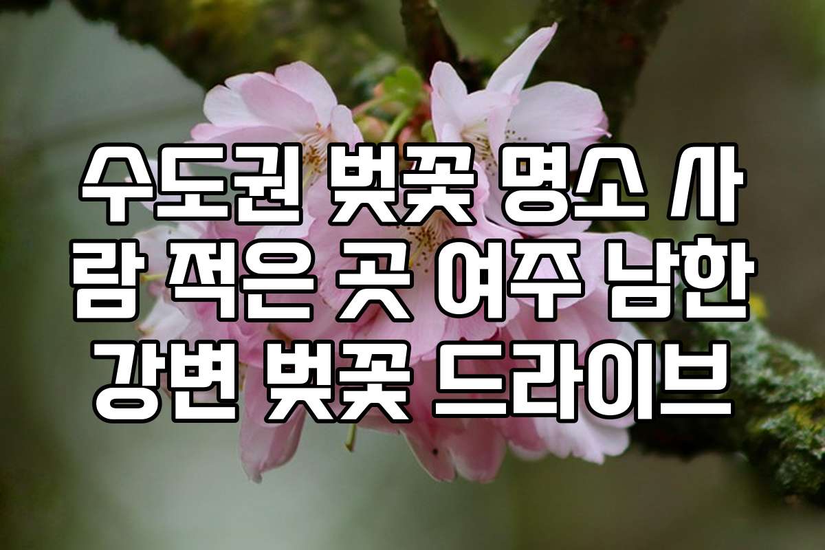 수도권 벚꽃 명소 사람 적은 곳 여주 남한강변 벚꽃 드라이브