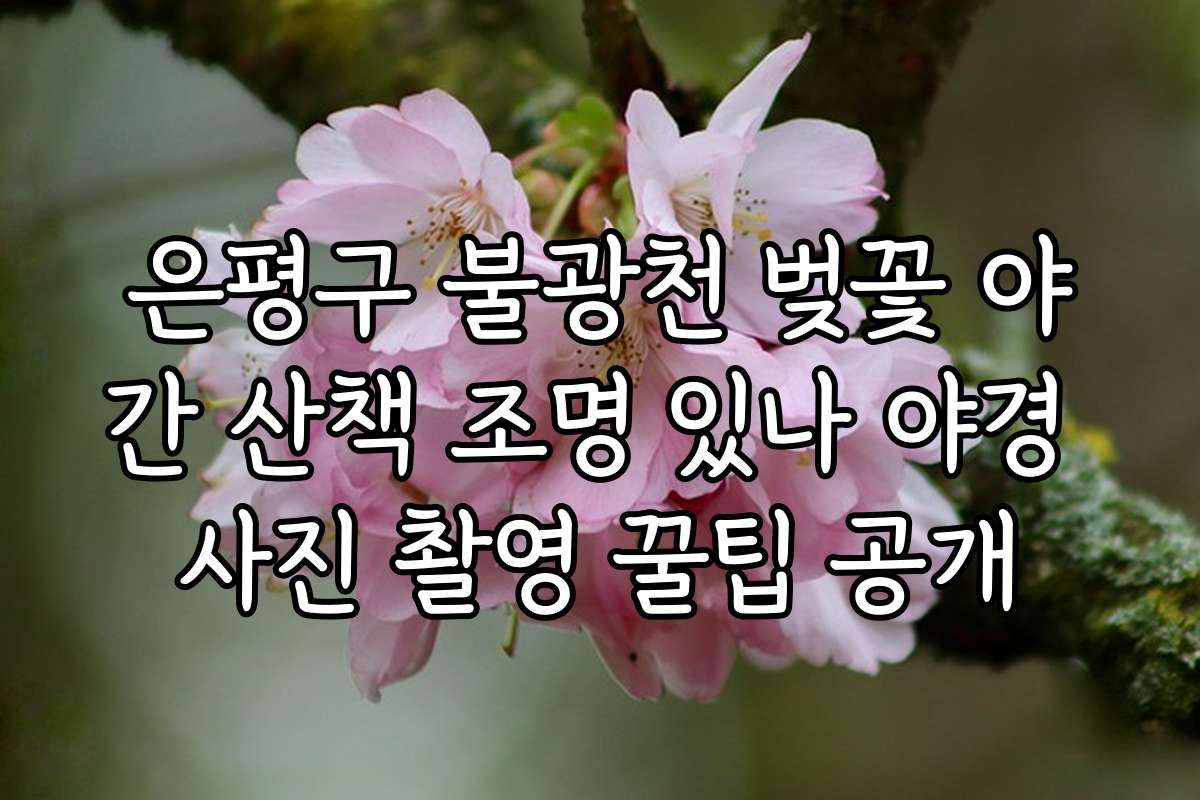 은평구 불광천 벚꽃 야간 산책 조명 있나 야경 사진 촬영 꿀팁 공개