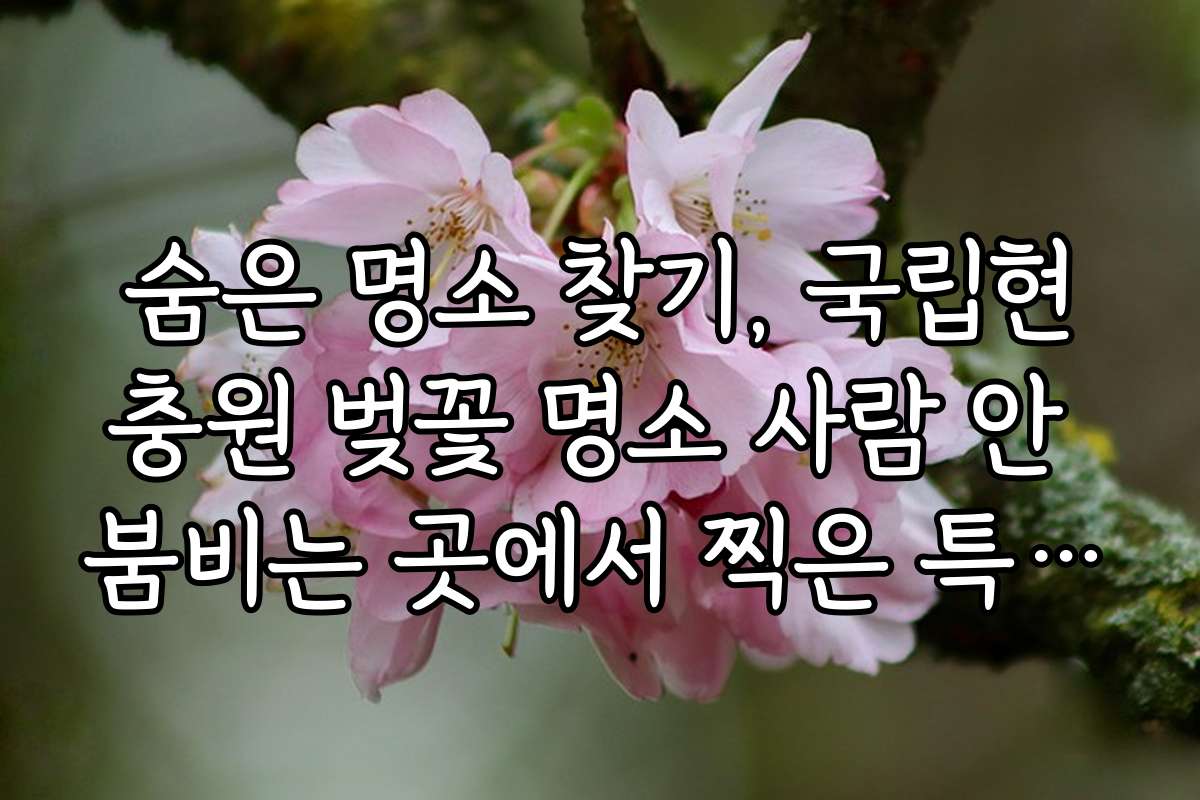 숨은 명소 찾기, 국립현충원 벚꽃 명소 사람 안 붐비는 곳에서 찍은 특별한 사진 팁