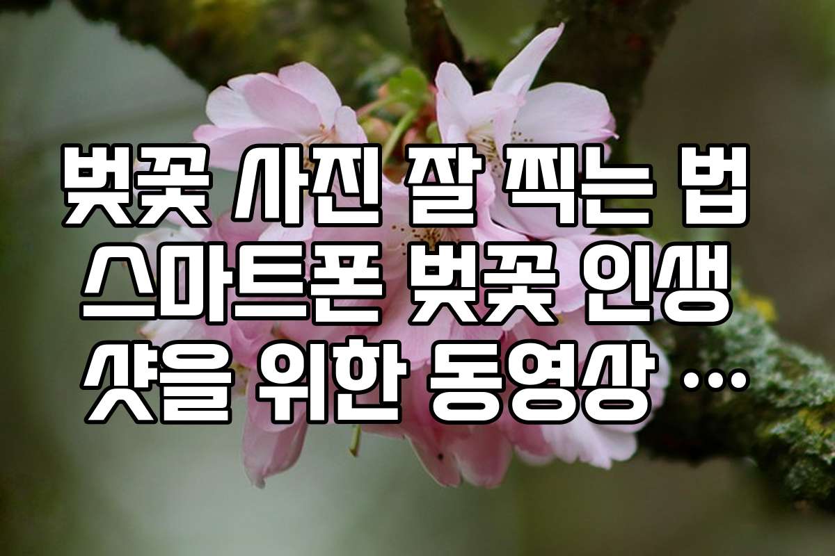 벚꽃 사진 잘 찍는 법 스마트폰 벚꽃 인생 샷을 위한 동영상 촬영 기법