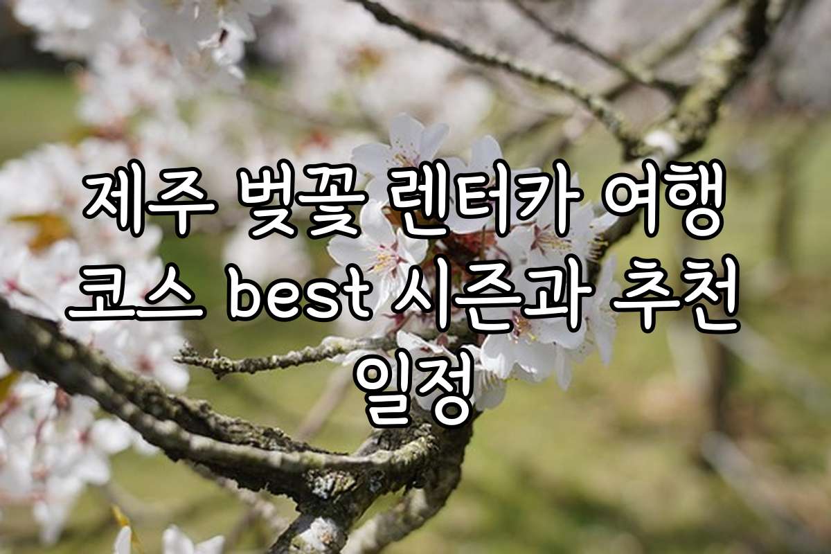 제주 벚꽃 렌터카 여행 코스 best 시즌과 추천 일정