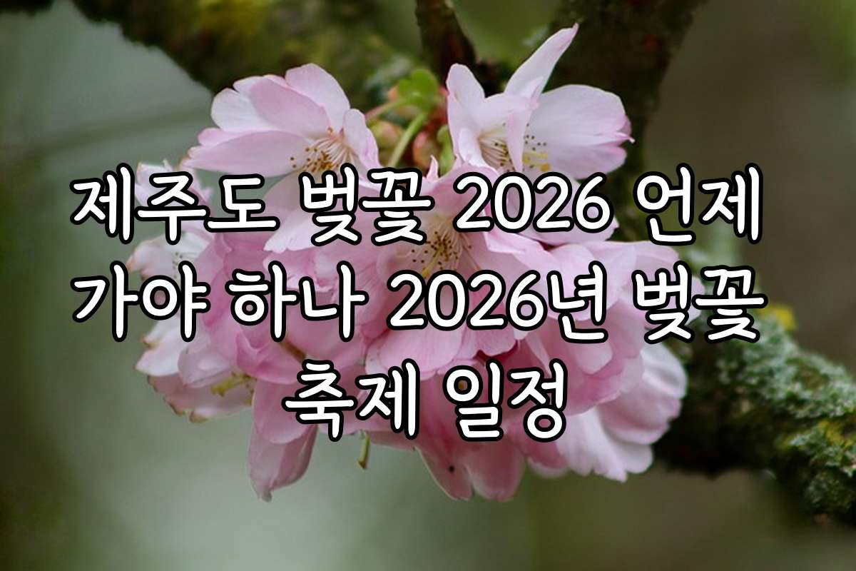 제주도 벚꽃 2026 언제 가야 하나 2026년 벚꽃 축제 일정