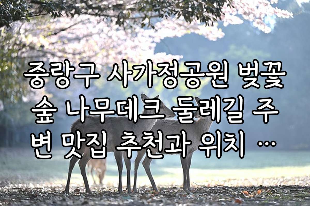 중랑구 사가정공원 벚꽃숲 나무데크 둘레길 주변 맛집 추천과 위치 정보