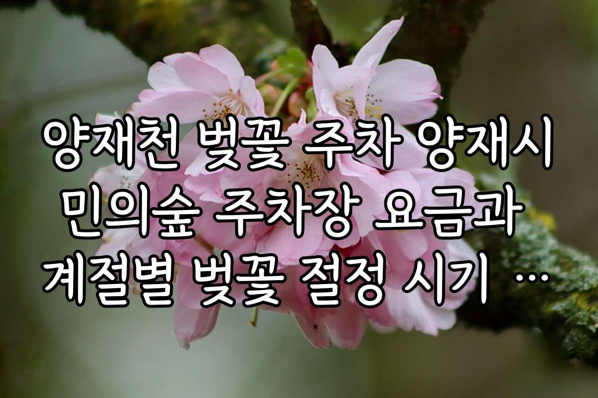양재천 벚꽃 주차 양재시민의숲 주차장 요금과 계절별 벚꽃 절정 시기 안내