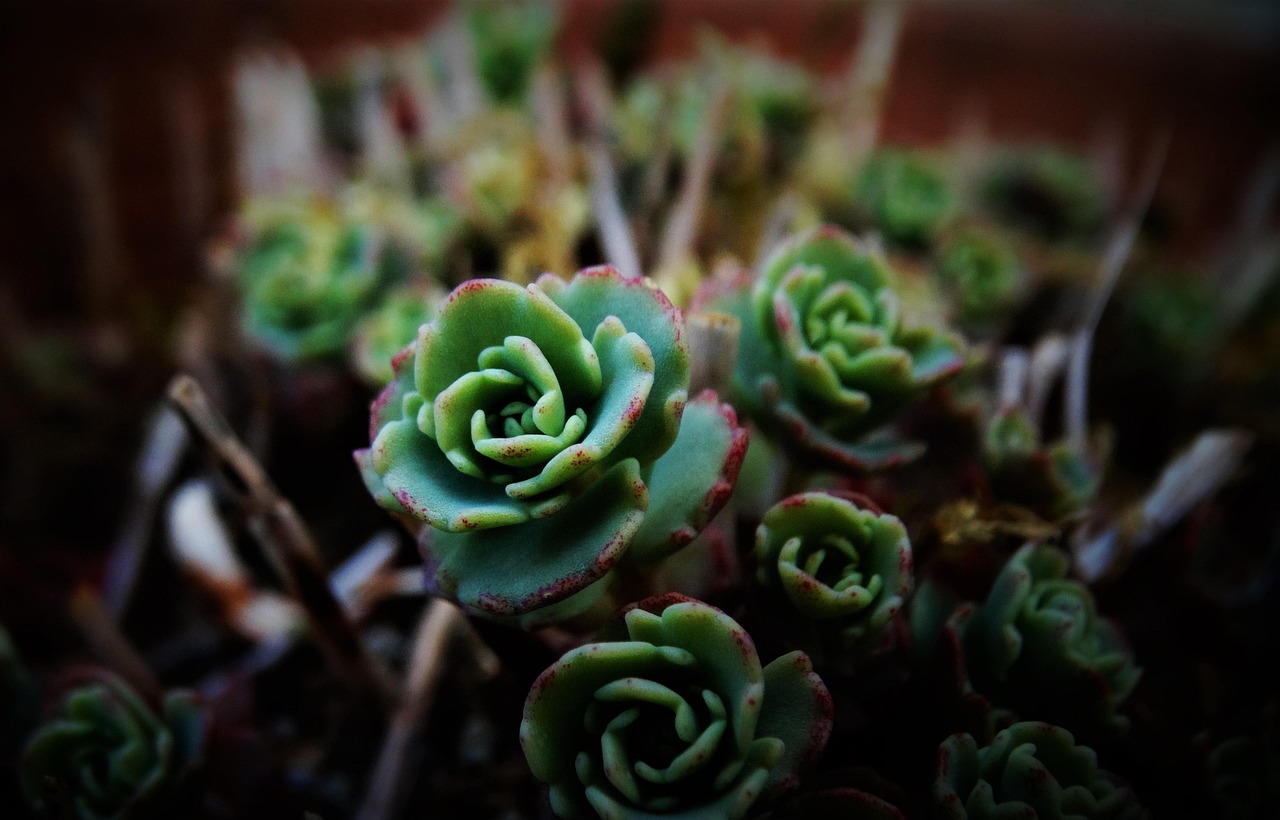 질병코드 L84: 티눈과 굳은살의 이해 및 보험 청구 가능 여부