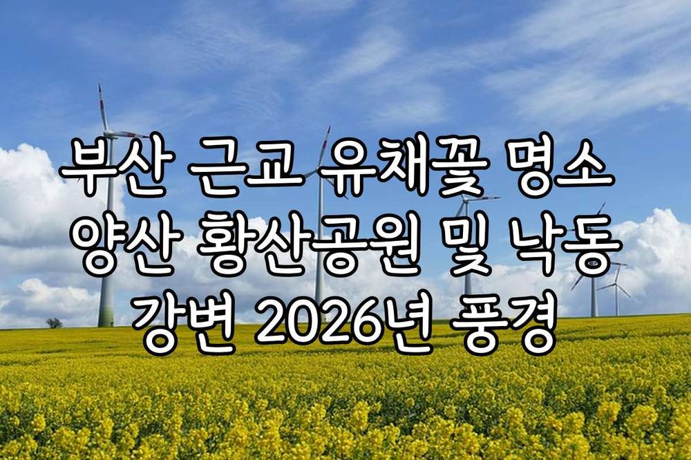 부산 근교 유채꽃 명소 양산 황산공원 및 낙동강변 2026년 풍경