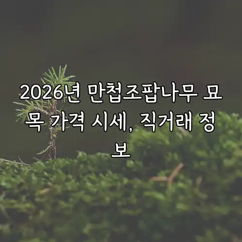 2026년 만첩조팝나무 묘목 가격 시세, 직거래 정보